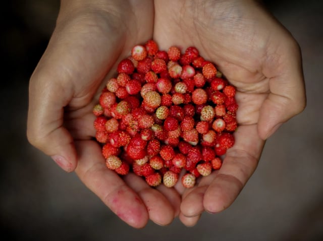 Mushrooms and Wild Berry Picking – Foraging in Rovaniemi, listing photo