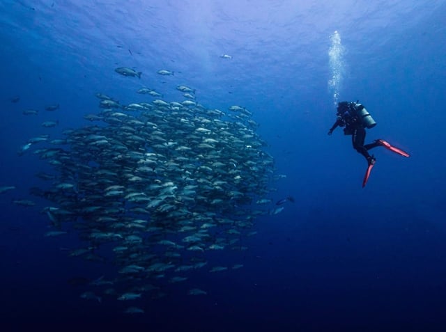Egypt Liveaboard: BDE ‘Golden Triangle’ Red Sea Dive Trip, listing photo
