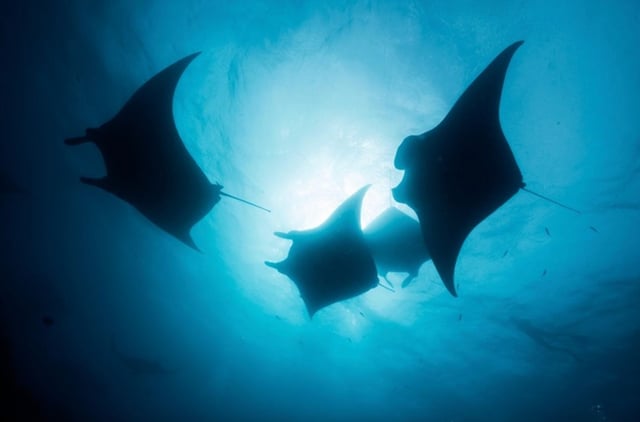 Maldives Liveaboard: Best of Central Atolls, listing photo