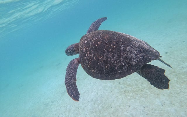 Galapagos Islands: 6-Day Scuba Diving, Snorkelling & Island Exploration Tour, listing photo