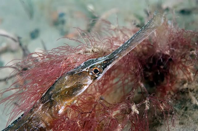 SSI Marine Ecology Course in Selsey, West Sussex, listing photo