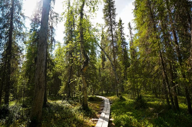 Auttiköngäs Wilderness Hike in Rovaniemi, listing photo