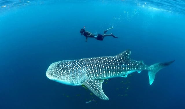 Mafia Island Whale Shark Snorkelling Day Trip from Zanzibar, listing photo