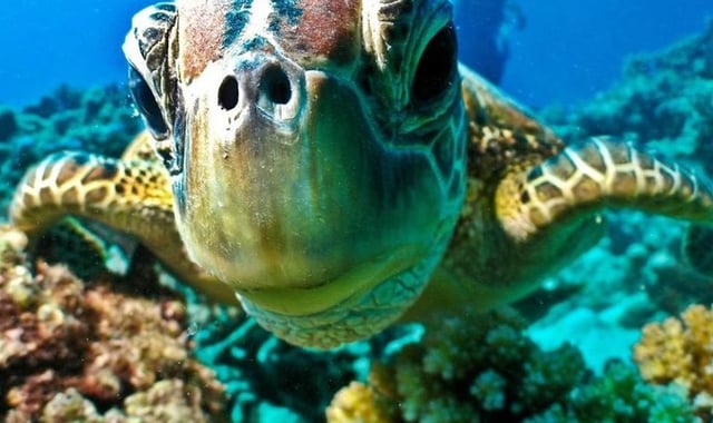 PADI Advanced Open Water Diving Course in Hurghada, listing photo