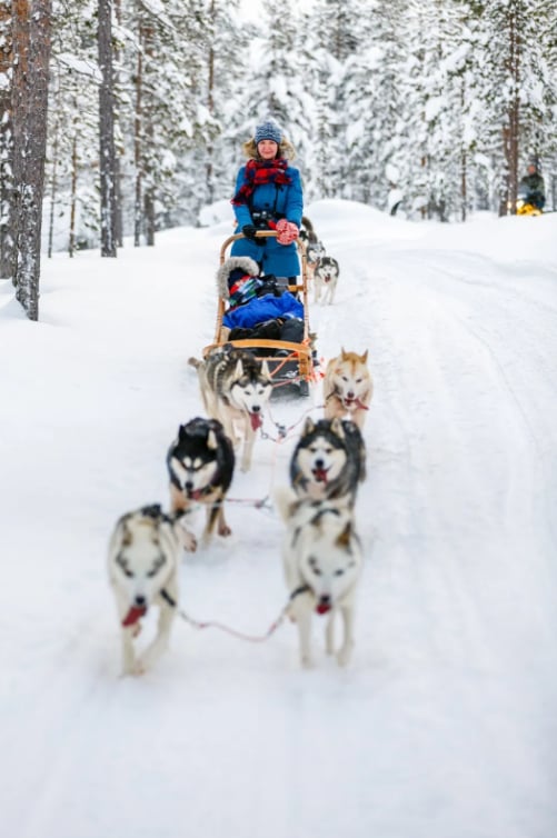 Snowy Trails Husky Safari Experiences in Lapland (5 km, 10 km & 20 km), listing photo