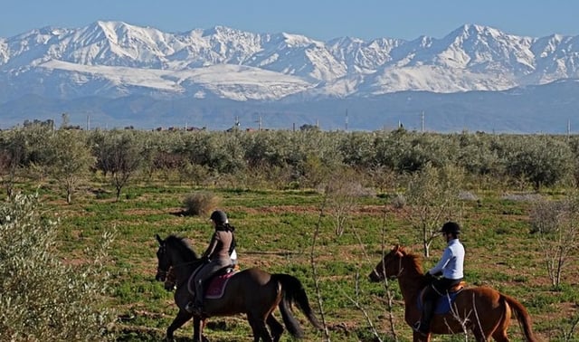 Marrakech Horse Riding Experience in Palm Groves and Countryside, listing photo