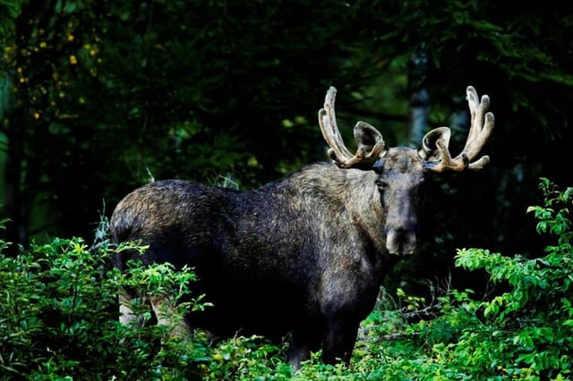 Private Wildlife Hiking Adventure in Oslo, listing photo