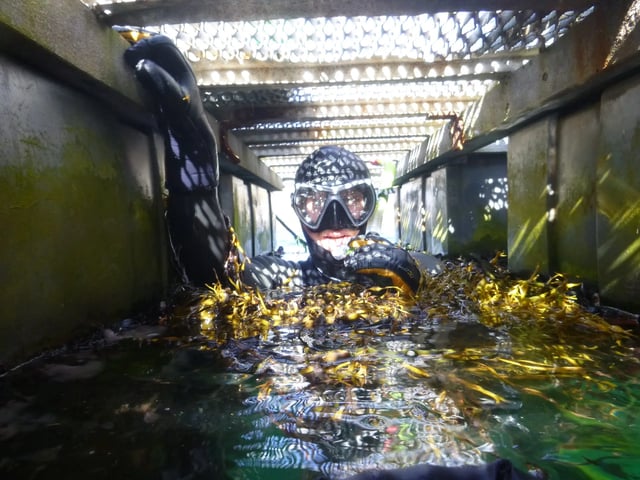 Adventure Snorkelling and Freediving in Benbecula, listing photo