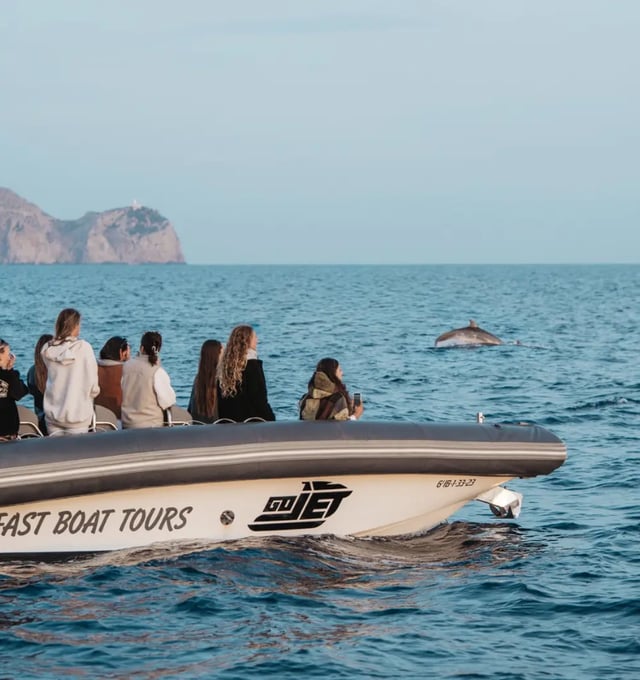 Dolphin Watching Speedboat Adventure in Alcudia, listing photo