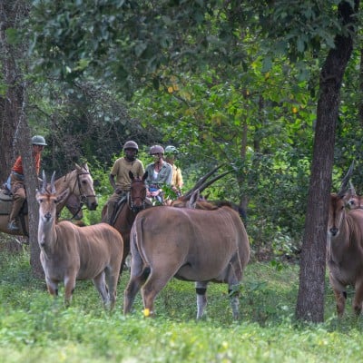 Wildlife Horseback Riding near Arusha, listing photo