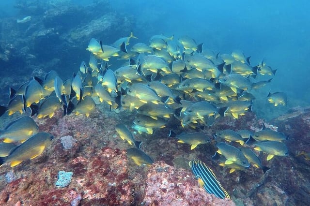 Scuba Diving in Hikkaduwa: Guided Reef and Wreck Dive, listing photo