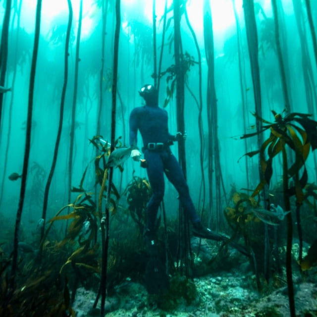 African Sea Forest Snorkel and Penguin Picnic in Cape Town, listing photo
