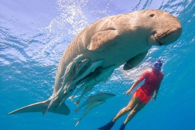 Snorkelling Trip with Dugongs and Turtles in Marsa Alam, listing photo