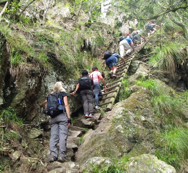 Cecilia Forest to Kirstenbosch Hike on Table Mountain, listing photo