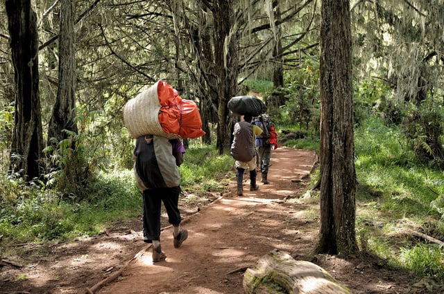 Day Trip to Kilimanjaro Short Trek, listing photo