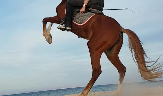 Premium Desert Horse Riding Experience in Hurghada, listing photo