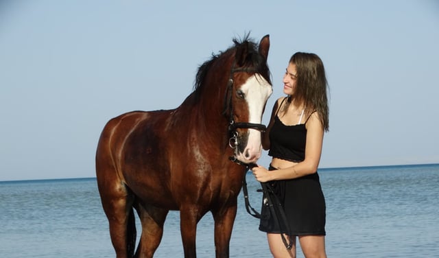 Premium Horse Riding and Swimming Experience in Hurghada, listing photo