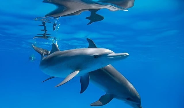 Premium Dolphin House Snorkelling Cruise with Lunch from Hurghada, listing photo