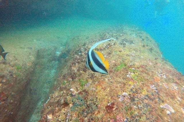 Small Group Snorkelling in Hikkaduwa: Guided Reef Tour, listing photo