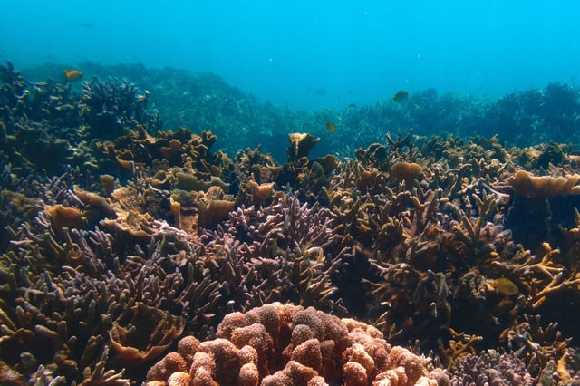 Ras Muhammed and White Island Snorkelling Tour Sharm El Sheikh, listing photo