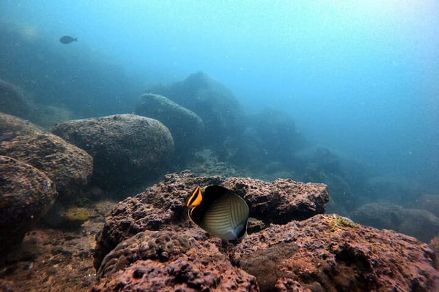 Scuba Diving in Kalpitiya: Guided Dive Experience, listing photo