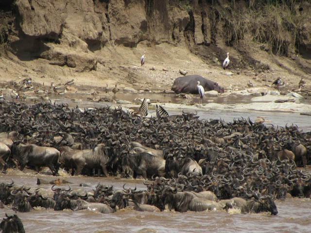10-Days Wildebeast Migration Safari Maasai Mara and Serengeti, listing photo