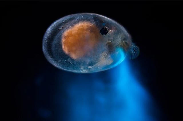 Bioluminescent Night Snorkelling in Bonaire, listing photo