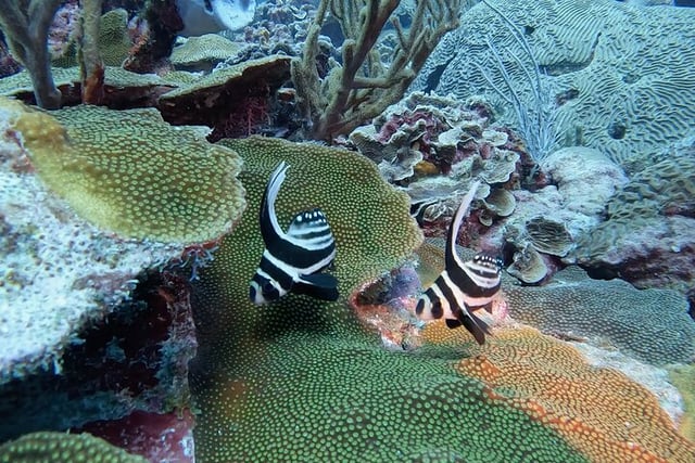 Two-Stop Shore Snorkel Trip in Bonaire, listing photo