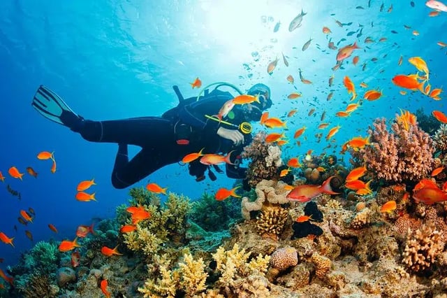Dolphin House Snorkelling Adventure at Samadai Reef – Marsa Alam, listing photo