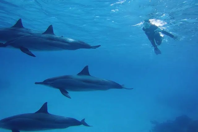 Dolphin House Snorkel with Drinks in Marsa Alam, listing photo