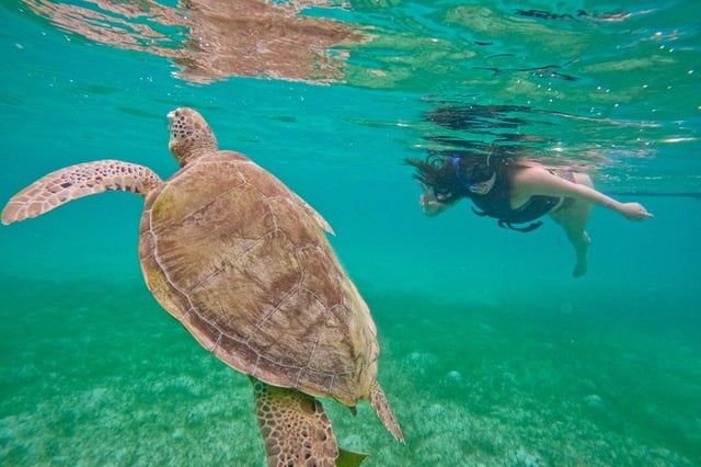 Turtle Snorkel in Akumal Bay, Riviera Maya, listing photo