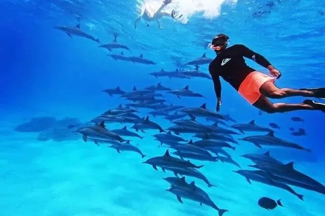 Dolphin House Snorkel in Marsa Alam, listing photo