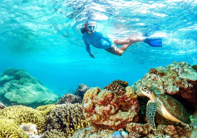 Half-day Snorkelling at Mnemba Coral Gardens, listing photo