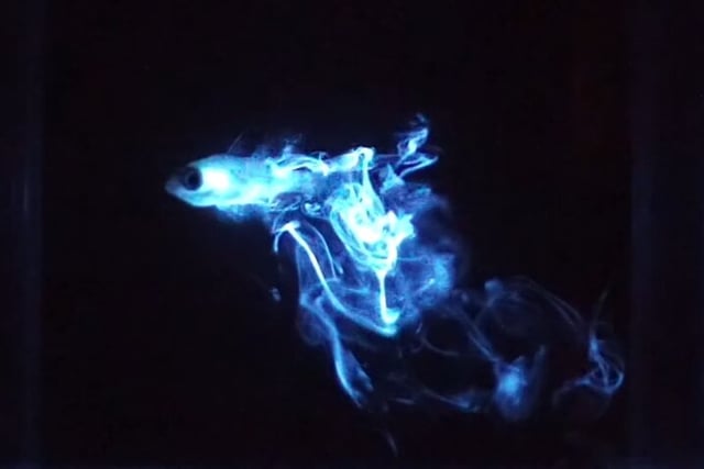 Bioluminescent Night Dive in Bonaire, listing photo