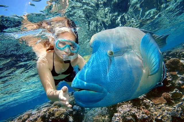 Speedboat to Abo Munkar in Hurghada, listing photo