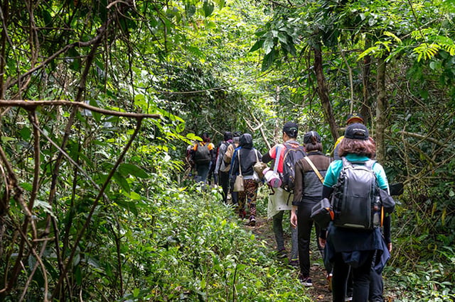 Wingfield Rainforest Hike in St Kitts, listing photo