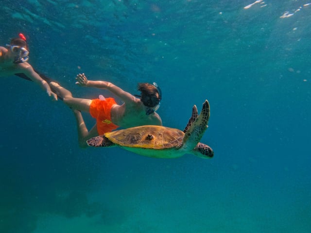 Snorkelling with Turtles in Fujairah, listing photo