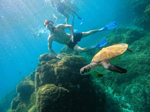Snorkelling with Turtles in Fujairah with Transfers, listing photo