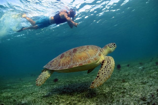 Akumal Sea Turtle Snorkelling and Cavern Cenote Swim in Akumal, listing photo