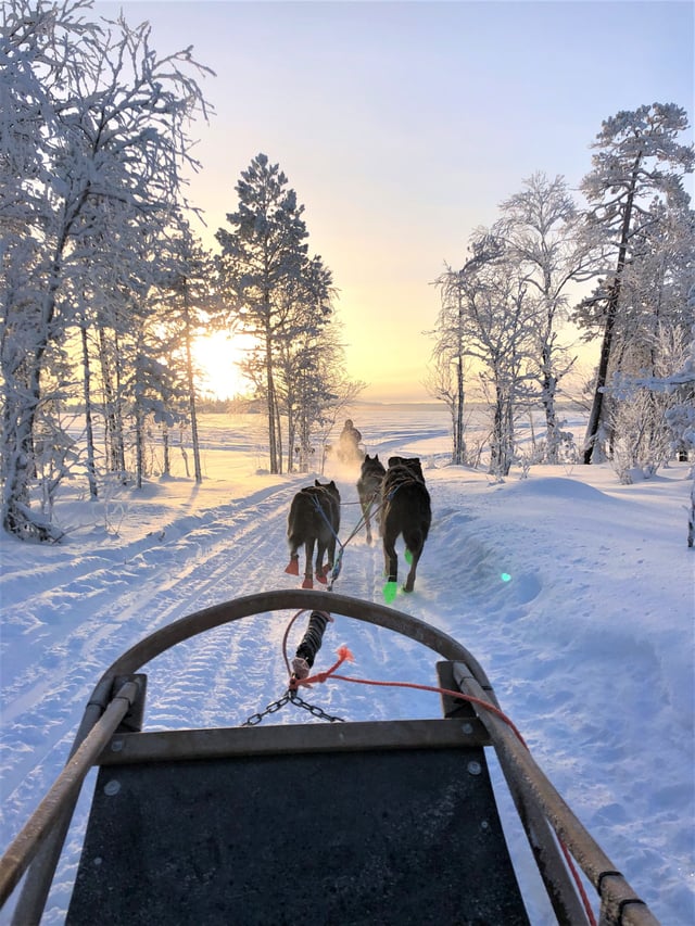 Safari con husky e motoslitta a Rovaniemi, listing photo