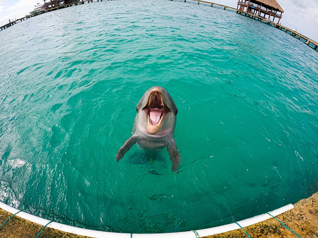 Dolphin Encounter in Isla Mujeres, listing photo
