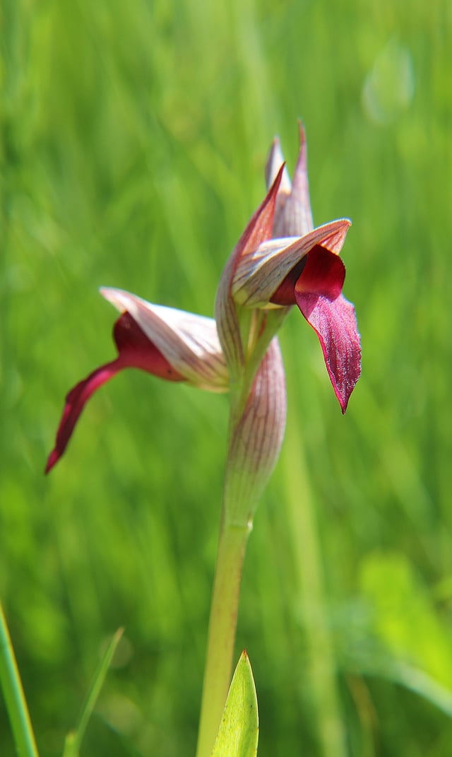 Wildflower Hike in Sierra de Gredos, listing photo