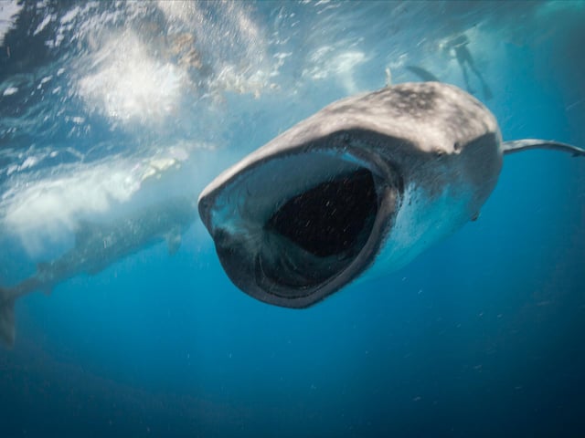 Whale Shark Encounter in Isla Mujeres, listing photo