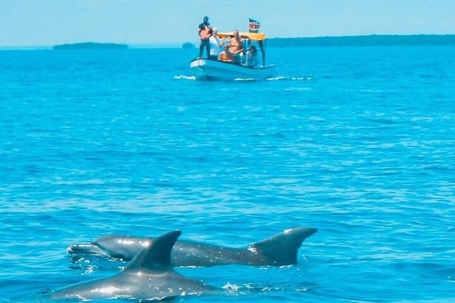 Dolphin and Snorkel Tour in Watamu, listing photo