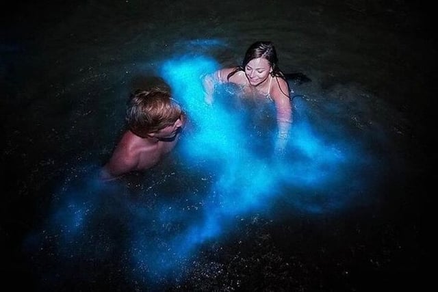 Bioluminescent Lagoon Boat Tour in Falmouth, listing photo