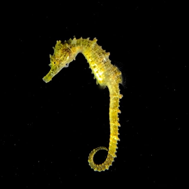 Night Dive in Cabo de Palos, listing photo