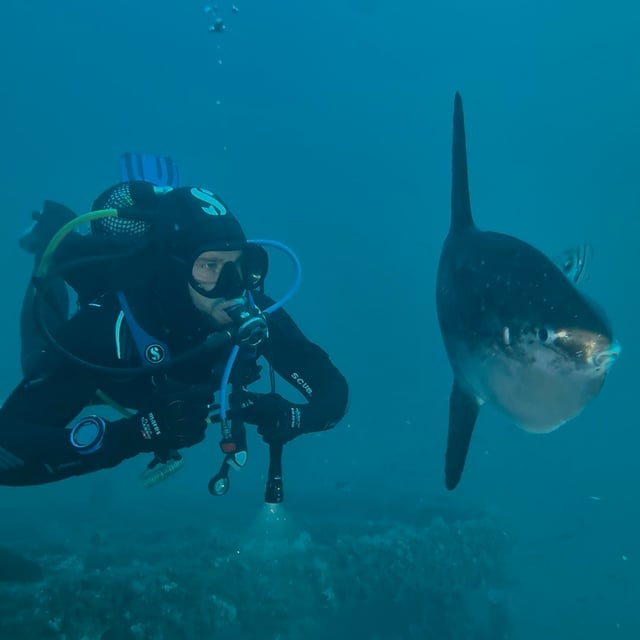 Naranjito Wreck Dive in Cabo de Palos, listing photo