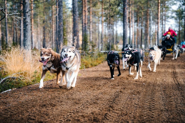 Avventura in carretto trainato da husky a Levi, listing photo