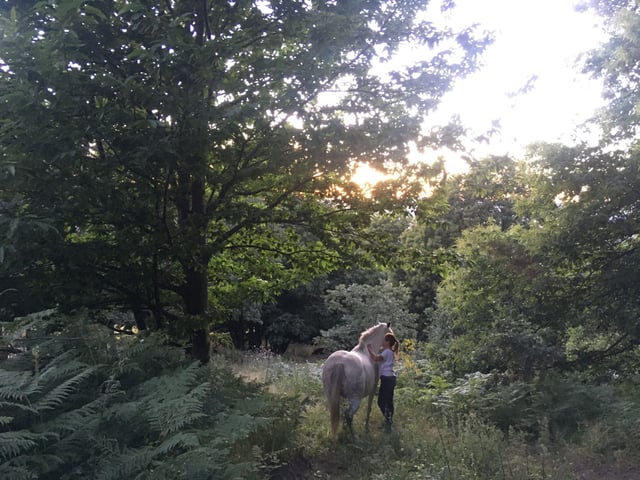 Horse Riding Session in Cabezabellosa, listing photo