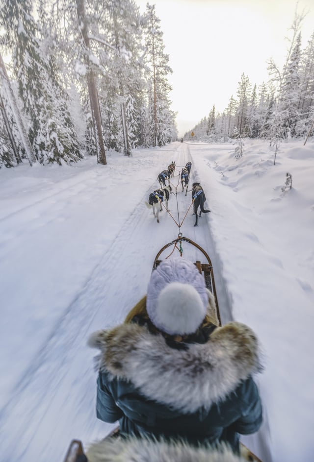 Self-Drive Husky Safari 10 km in Levi, listing photo